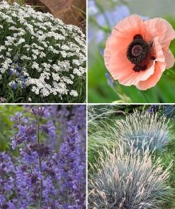 Elegant Elevation Collection