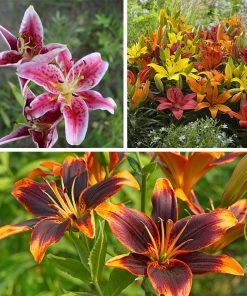 Evening Sunset Lily Bulb Collection -Outdoor Garden Care Shop spring evening sunset lily bulb collection 1