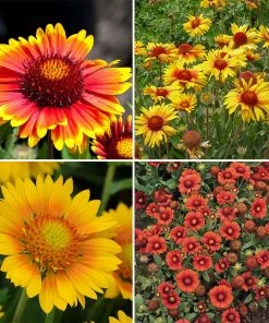 Gaillardia Collection (Blanket Flower) -Outdoor Garden Care Shop spring gaillardia collection blanket flower