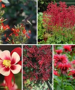 Hummingbird Attracting Collection For The East & Midwest -Outdoor Garden Care Shop spring hummingbird attracting collection for east midwest perennial collection spring