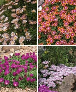 Ice Plant Collection (Delosperma) 11 Ice Plant Collection (Delosperma) -Outdoor Garden Care Shop spring ice plant delosperma perennial collection