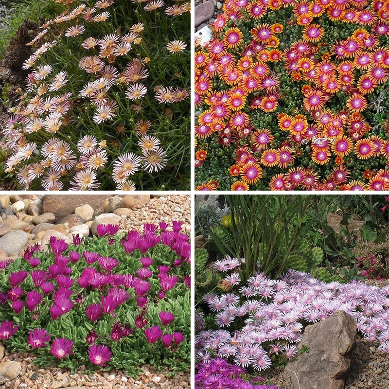 Ice Plant Collection (Delosperma) 7 Ice Plant Collection (Delosperma) - Image 5