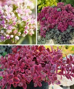SunSparkler® Sedum Collection 9 SunSparkler® Sedum Collection -Outdoor Garden Care Shop spring stand up tall sedum perennial collection