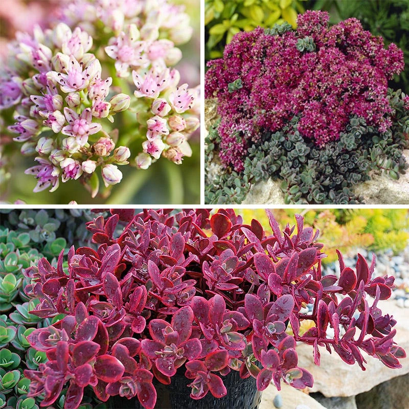 SunSparkler® Sedum Collection 6 SunSparkler® Sedum Collection - Image 4