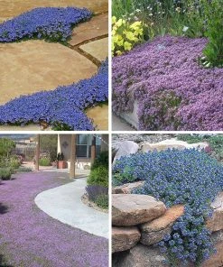 Tread On Me Evergreen Groundcover Collection 11 Tread On Me Evergreen Groundcover Collection -Outdoor Garden Care Shop spring tread on me groundcover perennial collection