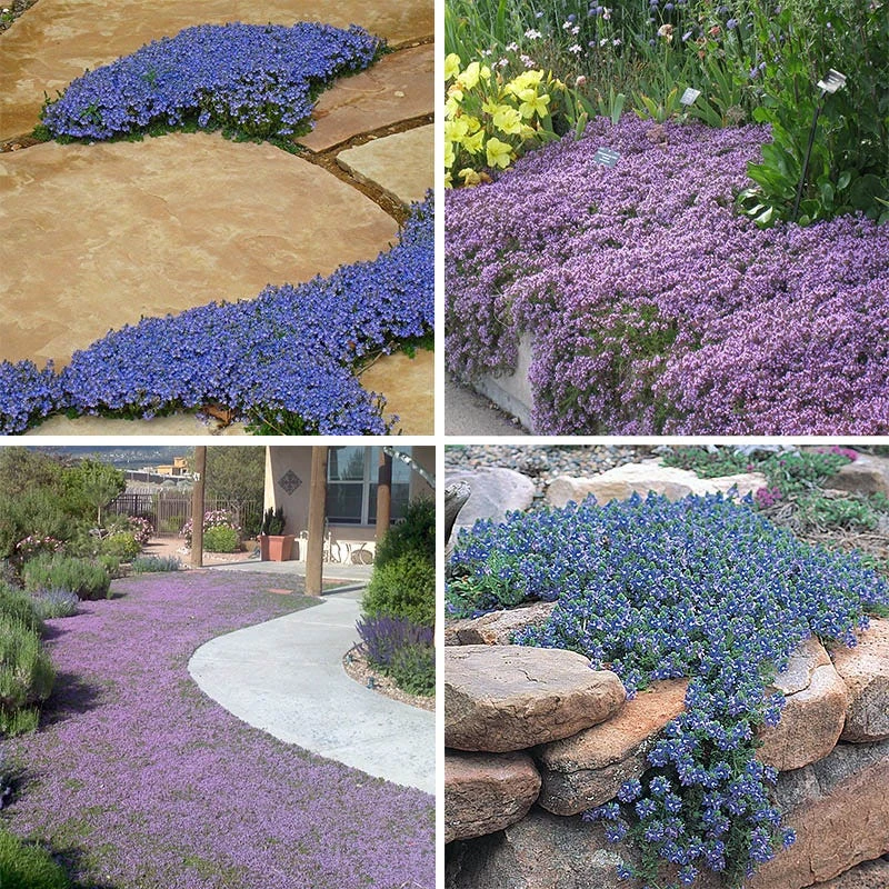 Tread On Me Evergreen Groundcover Collection 7 Tread On Me Evergreen Groundcover Collection - Image 5