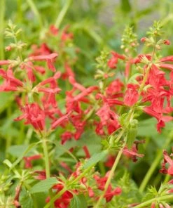 Red Flowered Lamb's Ear -Outdoor Garden Care Shop stachys coccineus mountain red 92830 b
