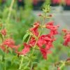 Red Flowered Lamb's Ear -Outdoor Garden Care Shop stachys coccineus mountain red 92830 c 1 1