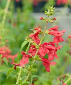 Red Flowered Lamb's Ear