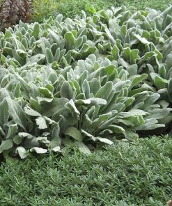 Serene Shade Pre-Planned Garden -Outdoor Garden Care Shop stachys silver carpet garden 1