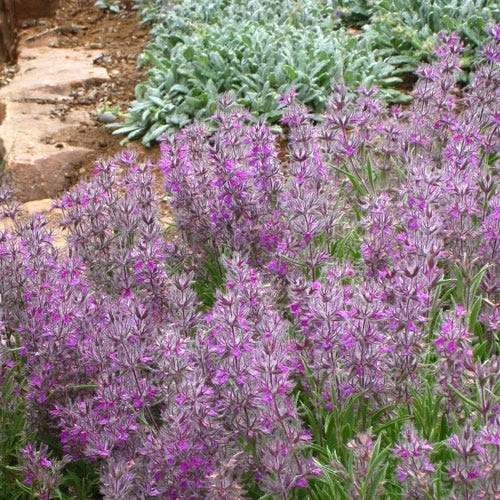 Pink Cotton Lamb's Ear 3 Pink Cotton Lamb's Ear