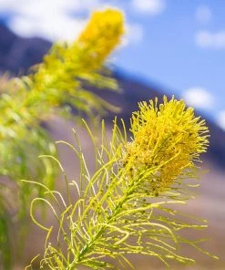 Prince's Plume 7 Prince's Plume -Outdoor Garden Care Shop stanleya pinnata princes plume close up