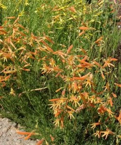 SteppeSuns® Sunset Glow Penstemon 7 SteppeSuns® Sunset Glow Penstemon -Outdoor Garden Care Shop steppesuns sunset glow penstemon orange