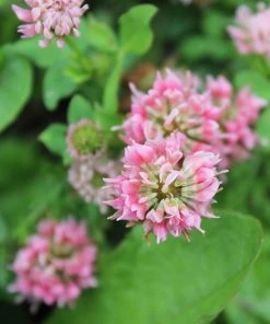 Alternative Lawn Wildflower Seed Mix 15 Alternative Lawn Wildflower Seed Mix -Outdoor Garden Care Shop strawberry clover close up