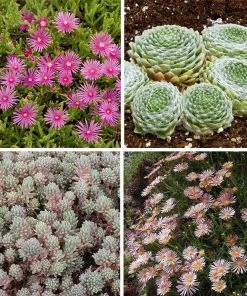 Succulent Groundcover Collection 10 Succulent Groundcover Collection -Outdoor Garden Care Shop succulent groundcover collection spring
