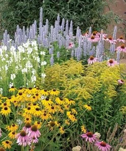 Summer Dreams Pre-Planned Garden