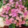 Sunset Strain Lewisia -Outdoor Garden Care Shop sunset strain lewisia rock garden