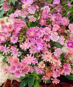 Sunset Strain Lewisia