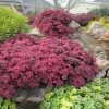 SunSparkler® Dazzleberry Sedum 1 SunSparkler® Dazzleberry Sedum -Outdoor Garden Care Shop sunsparkler dazzleberry sedum 1