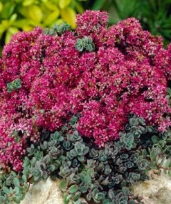 SunSparkler® Sedum Collection 8 SunSparkler® Sedum Collection -Outdoor Garden Care Shop sunsparkler dazzleberry sedum rock garden 1