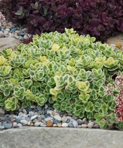 SunSparkler® Lime Twister Sedum 9 SunSparkler® Lime Twister Sedum -Outdoor Garden Care Shop sunsparkler lime twister sedum