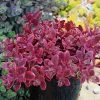 SunSparkler® Sedum Collection 2 SunSparkler® Sedum Collection -Outdoor Garden Care Shop sunsparkler wildfire sedum container 1