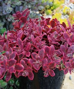 SunSparkler® Sedum Collection