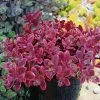 SunSparkler® Wildfire Sedum 1 SunSparkler® Wildfire Sedum -Outdoor Garden Care Shop sunsparkler wildfire sedum container 2