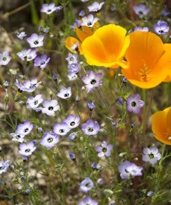 Superbloom Native Wildflower Seed Mix -Outdoor Garden Care Shop superbloom native mix 2