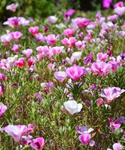 Superbloom Native Wildflower Seed Mix -Outdoor Garden Care Shop superbloom native mix 4