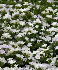 Superbloom Native Wildflower Seed Mix -Outdoor Garden Care Shop superbloom native mix 5