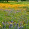 Superbloom Native Wildflower Seed Mix -Outdoor Garden Care Shop superbloom seasonal mix lupine california poppy