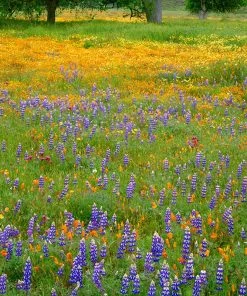 Outdoor Garden Care Shop 56 Superbloom Native Wildflower Seed Mix