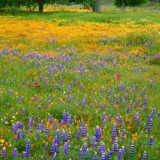 Superbloom Native Wildflower Seed Mix 1 Superbloom Native Wildflower Seed Mix -Outdoor Garden Care Shop superbloom seasonal mix lupine california poppy