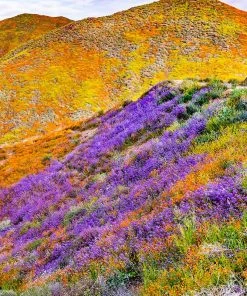 Outdoor Garden Care Shop -Outdoor Garden Care Shop superbloom seasonal mix lupine california poppy hillside