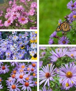 Superstar Aster Collection -Outdoor Garden Care Shop superstar aster coll 10 19 23