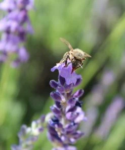 Sharon Roberts English Lavender -Outdoor Garden Care Shop susan quimby honey bee lavender or 4