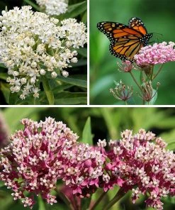 Swamp Milkweed Collection -Outdoor Garden Care Shop swamp milkweed color perennial collection fall