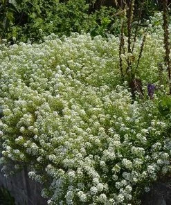 Alternative Lawn Wildflower Seed Mix 13 Alternative Lawn Wildflower Seed Mix -Outdoor Garden Care Shop sweet alyssum