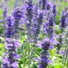 Texas Violet Salvia -Outdoor Garden Care Shop texas violet mealy sage salvia farinacea