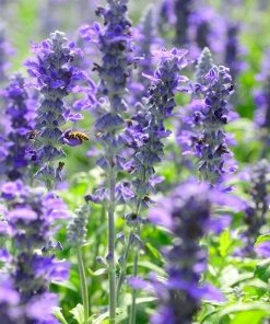 Texas Violet Salvia