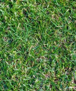 Western Trails Native Grass Seed Mix 14 Western Trails Native Grass Seed Mix -Outdoor Garden Care Shop thick green buffalo grass cropped 2