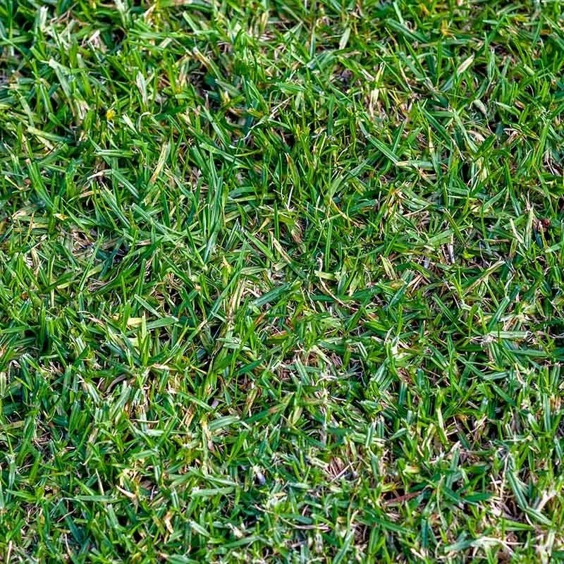 Western Trails Native Grass Seed Mix 7 Western Trails Native Grass Seed Mix - Image 5