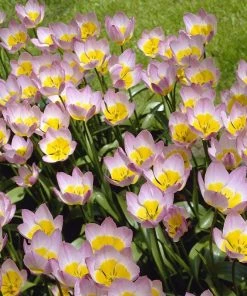 Lilac Wonder Wildflower Tulip -Outdoor Garden Care Shop tulip bakeri lilac wonder tulip 2