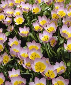 Lilac Wonder Wildflower Tulip -Outdoor Garden Care Shop tulip bakeri lilac wonder tulip