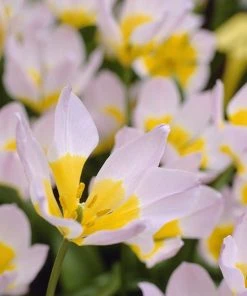 Lilac Wonder Wildflower Tulip -Outdoor Garden Care Shop tulip bakeri lilac wonder tulip 3