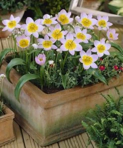 Lilac Wonder Wildflower Tulip -Outdoor Garden Care Shop tulip bakeri lilac wonder tulip container