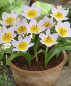 Lilac Wonder Wildflower Tulip -Outdoor Garden Care Shop tulip bakeri lilac wonder tulip patio pot