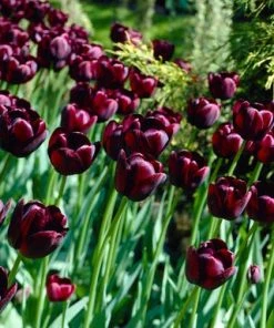 Queen Of The Night Single Late Tulip