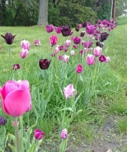 Blue Moon Triumph Tulip Mix 14 Blue Moon Triumph Tulip Mix -Outdoor Garden Care Shop tulip blue moon mix cropped hm 10